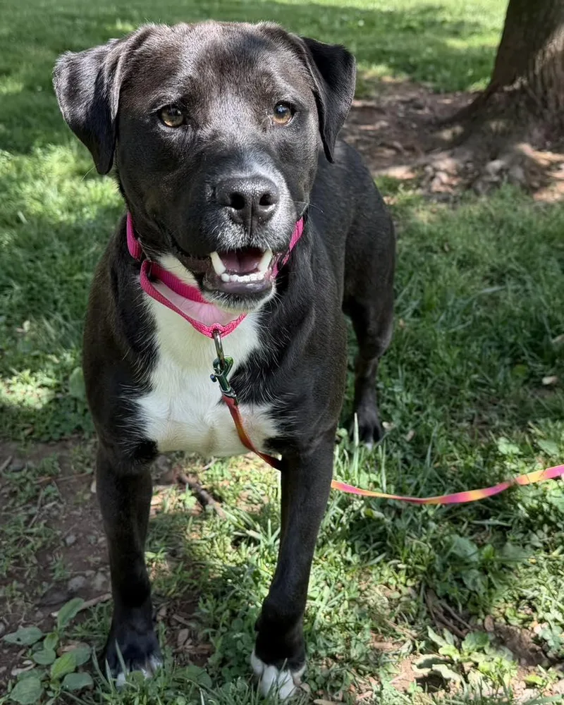 An adult medium-sized male Black Labrador Retriever dog named Lucky for adoption in Catlett, VA