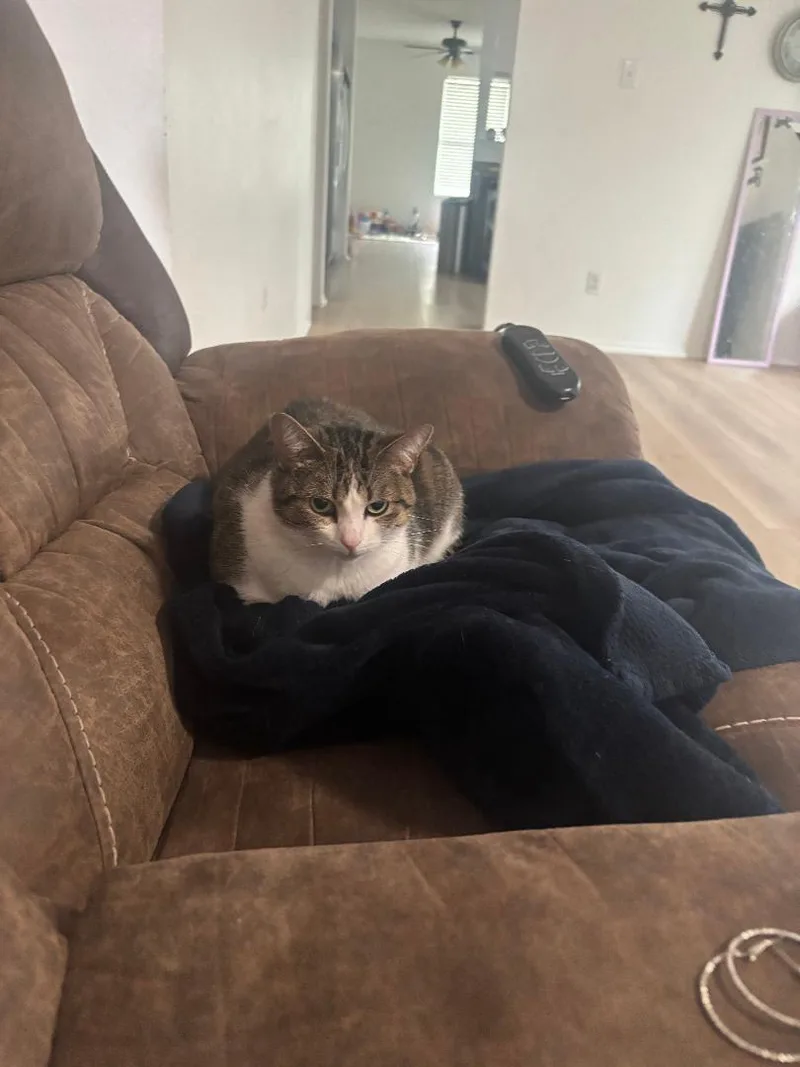 An adult medium-sized female Tabby (Brown / Chocolate) Domestic Short Hair cat named Athena Courtesy Listingcontact Owner for adoption in Frisco, TX