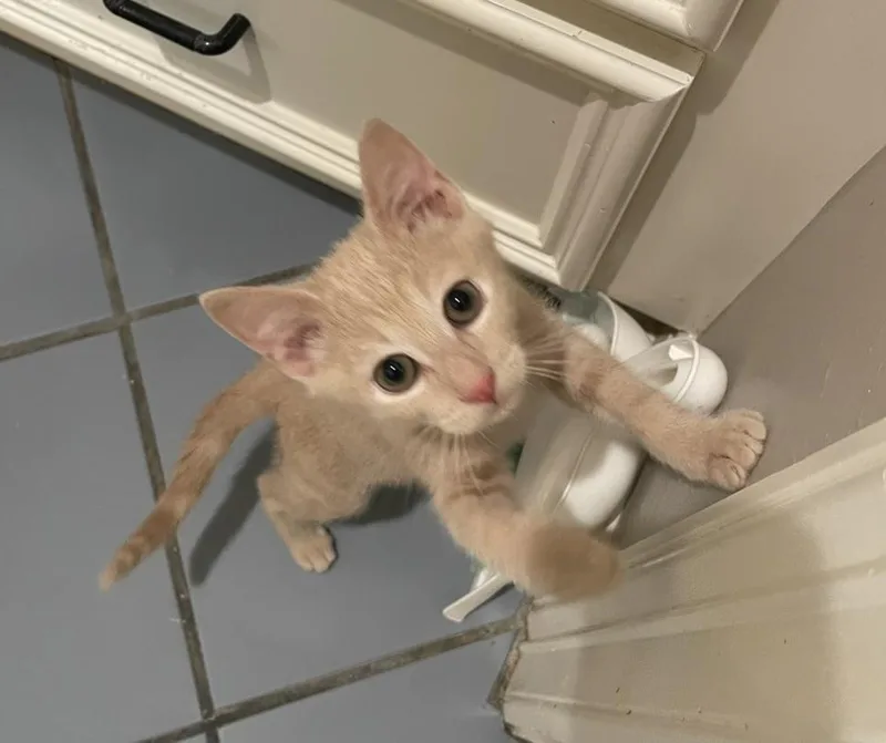 Titoportofino Petsmart