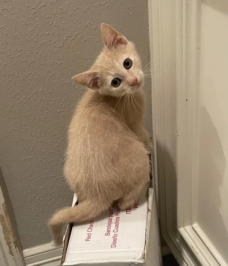 Titoportofino Petsmart thumbnail 2