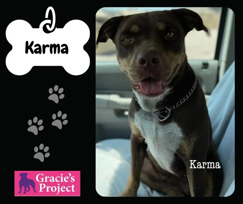 An adult medium-sized female Pit Bull Terrier dog named Karmal for adoption in Canyon, TX
