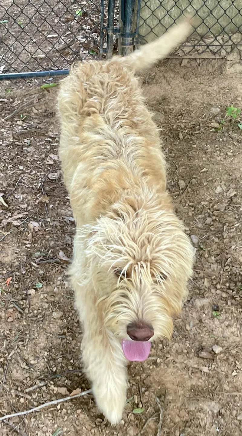 An adult medium-sized male Goldendoodle dog named Goldwin for adoption in MORAVIAN FALLS, NC