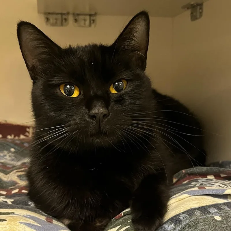An adult medium-sized female Black Domestic Short Hair cat named Irelle for adoption in Redwood City, CA