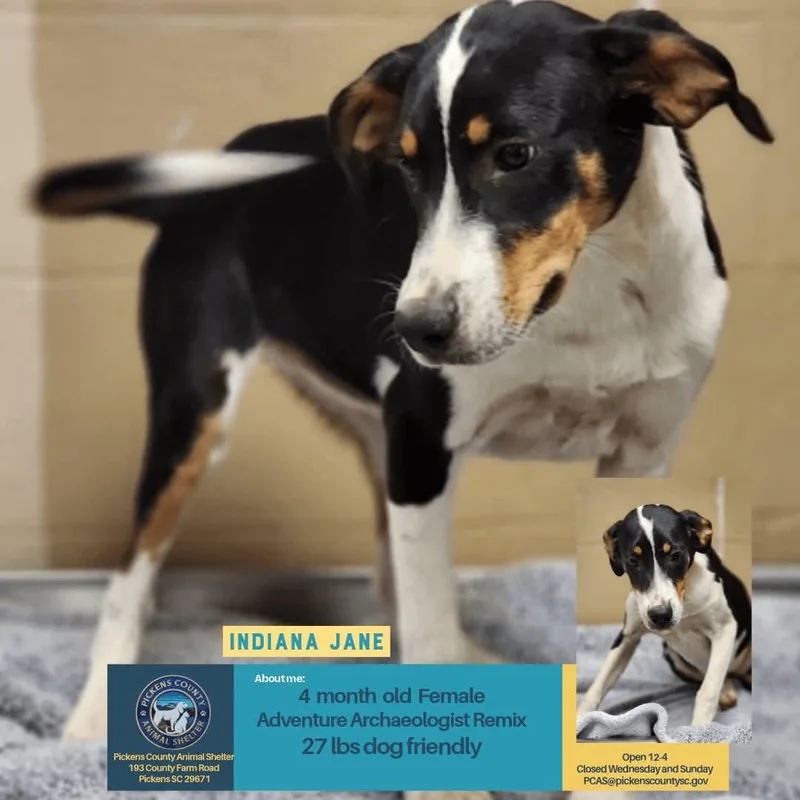 A baby medium-sized female Hound dog named Indiana Jane for adoption in Holbrook, NY