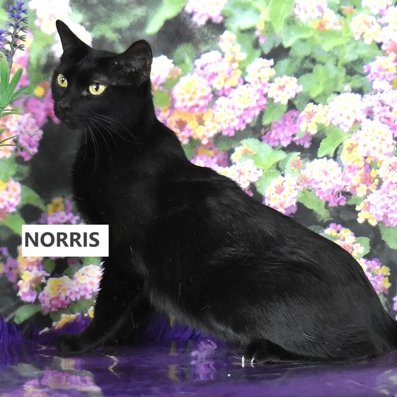 A senior medium-sized male Black Domestic Short Hair cat named Chevron for adoption in Kanab, UT