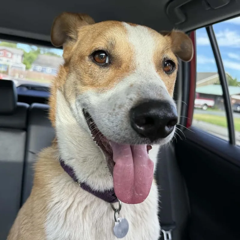 An adult medium-sized male Yellow / Tan / Blond / Fawn Mixed Breed dog named Jackpot for adoption in Bellingham, WA