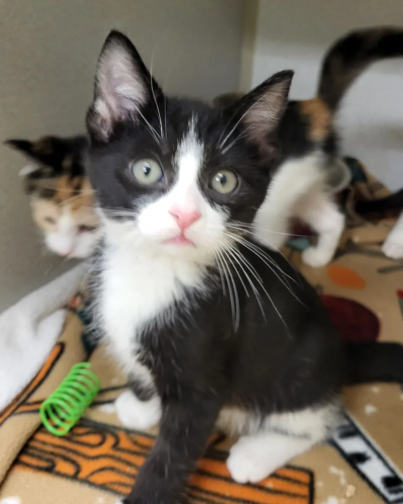 A baby medium-sized male Black & White / Tuxedo Domestic Short Hair cat named Jon Snow for adoption in Grayslake, IL