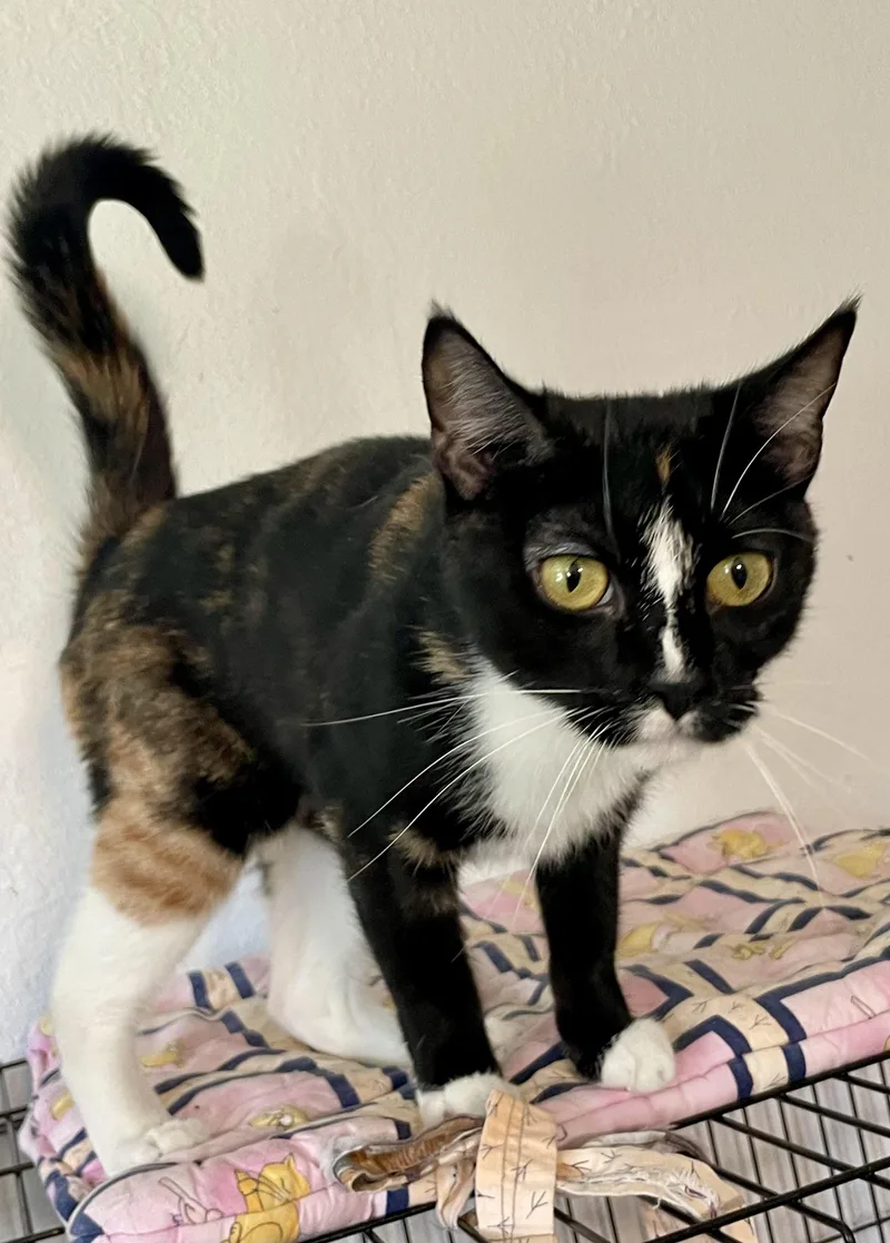 A young medium-sized female Domestic Short Hair cat named Pauline for adoption in Lacon, IL
