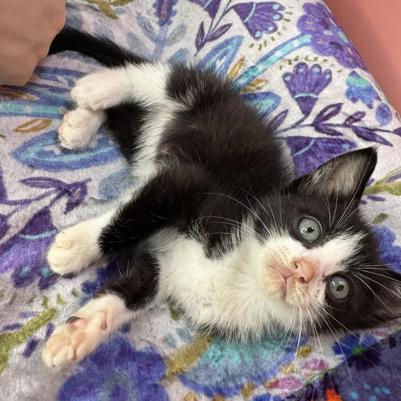 A baby small-sized female Black Domestic Short Hair cat named Cattail for adoption in San Antonio, TX