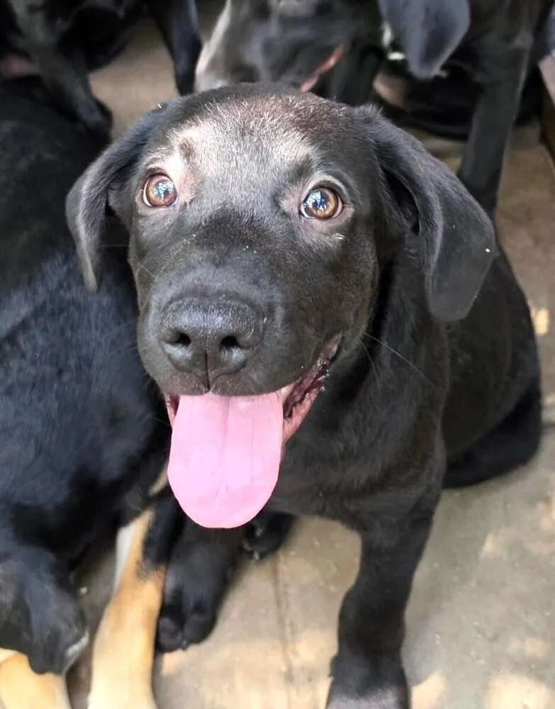 A baby large-sized male Black Labrador Retriever dog named Flint for adoption in Willingboro, NJ