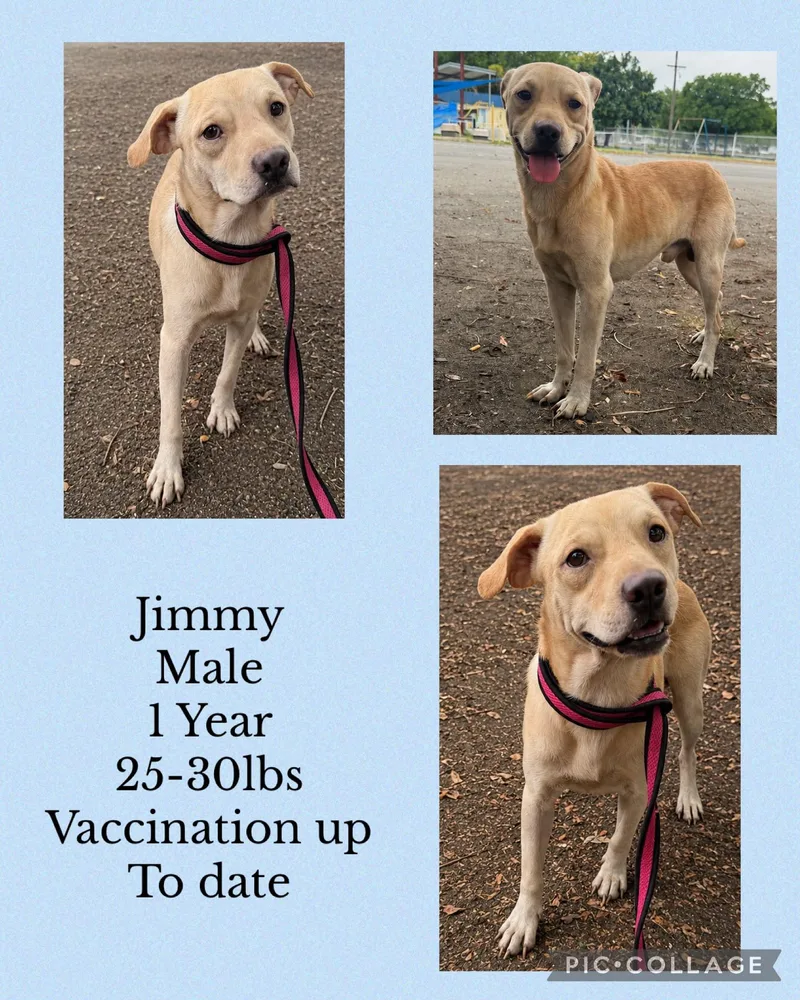 An adult medium-sized male Siberian Husky dog named Jimmy for adoption in Virginia Beach, VA