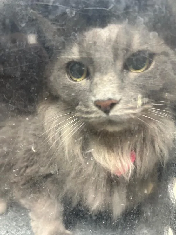 An adult medium-sized female Domestic Medium Hair cat named Umbreon for adoption in Fruit Heights, UT