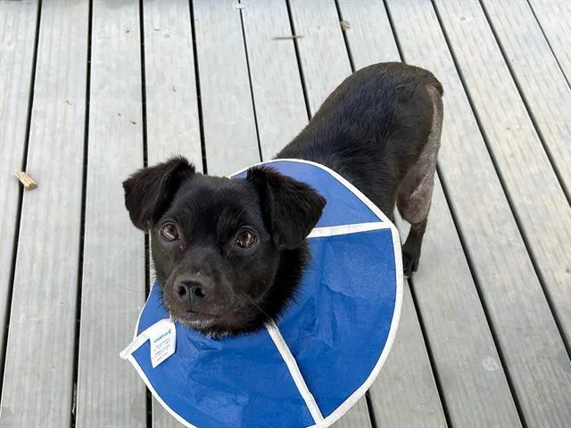 An adult medium-sized male Chihuahua dog named Coco for adoption in Tustin, CA