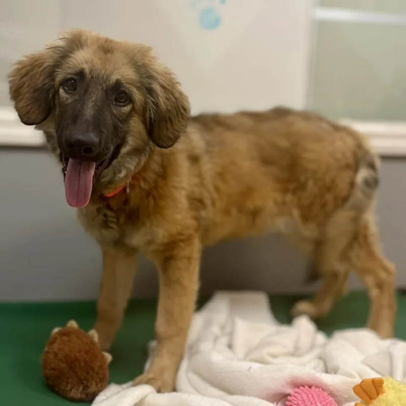 A baby extra large-sized female Shepherd dog named Alpine for adoption in Whitehall, PA