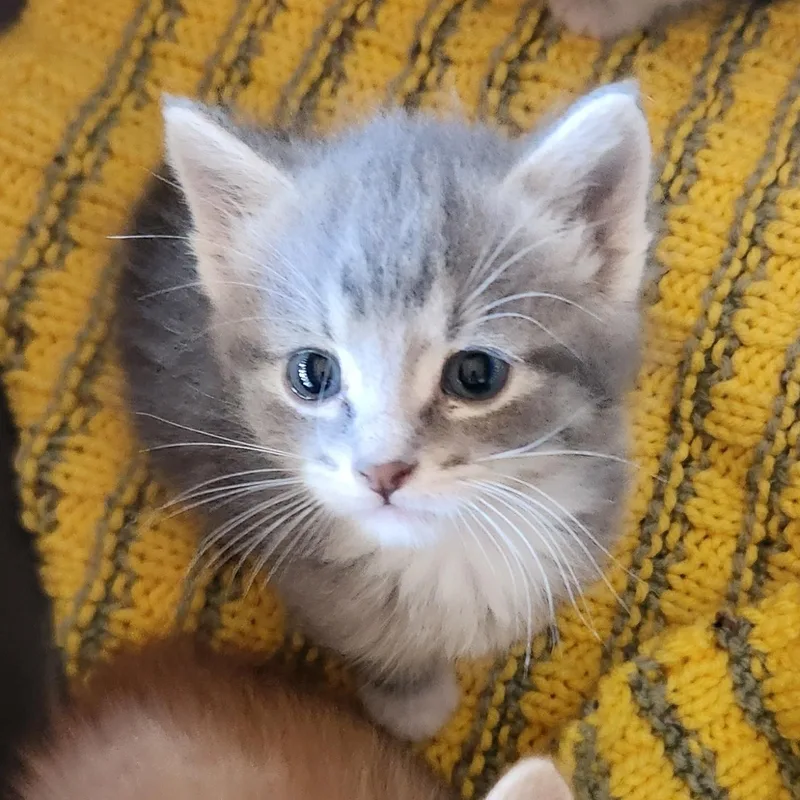 A baby medium-sized male Tabby (Gray / Blue / Silver) Domestic Short Hair cat named Brody Haseman for adoption in Morrison, CO
