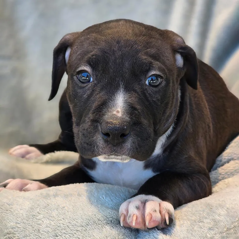 A baby large-sized female Terrier dog named Fiesta Pup  Elote for adoption in San Diego, CA