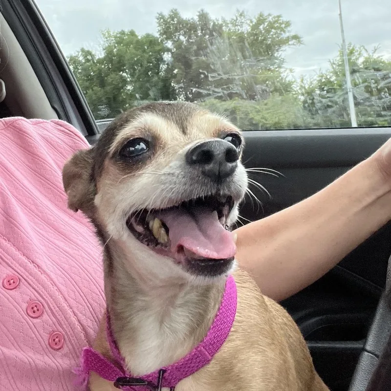 A senior small-sized female Brown / Chocolate Chihuahua dog named Molly for adoption in Farmersville, OH