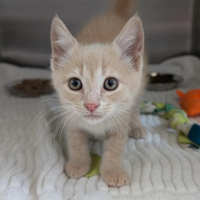 A baby small-sized male Buff / Tan / Fawn Domestic Short Hair cat named Ulf for adoption in West Olive, MI