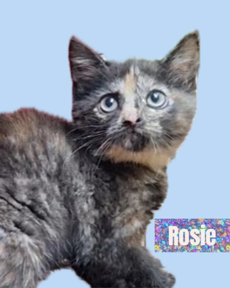 A baby small-sized female Tortoiseshell Domestic Short Hair cat named Rosie for adoption in Turnersville, NJ