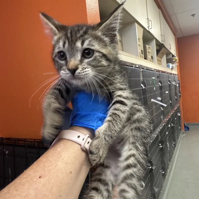 A baby small-sized female Brown / Chocolate Domestic Short Hair cat named Periodic Table for adoption in Westminster, CA