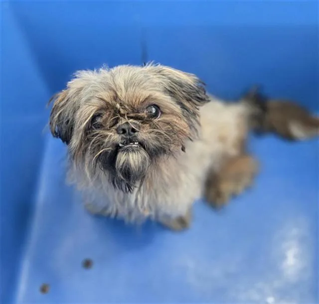 A young small-sized male Mixed Breed dog named Dudley for adoption in Dallas, TX