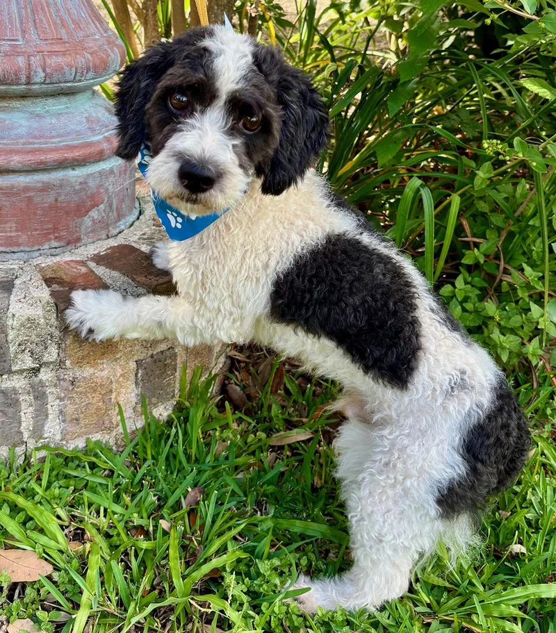 A young small-sized male Black Poodle dog named Little PERRY Sweet for adoption in Cypress, TX