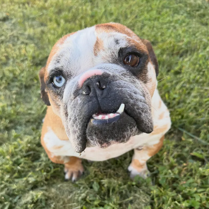 An adult medium-sized female Red / Chestnut / Orange English Bulldog dog named Jackie for adoption in Bryan, TX
