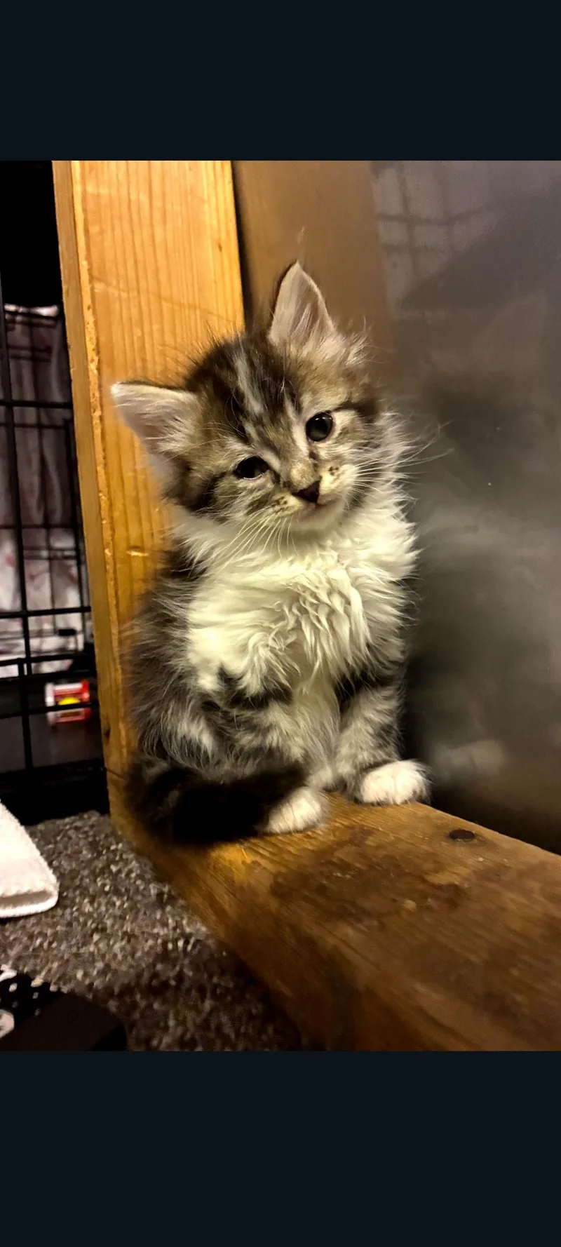 A baby small-sized male Tabby (Gray / Blue / Silver) Domestic Long Hair cat named Hawk for adoption in Lewis Center, OH