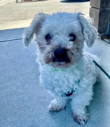 A young small-sized male Maltipoo dog named Canelo for adoption in San Jose, CA