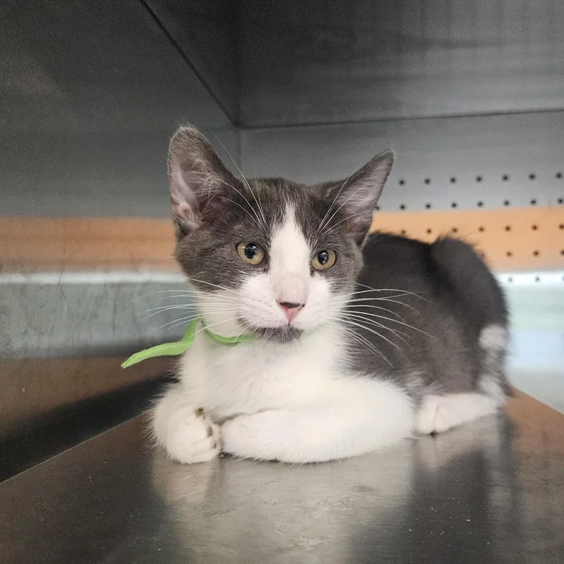 A baby small-sized female Gray / Blue / Silver Domestic Short Hair cat named Sasha for adoption in Austin, TX