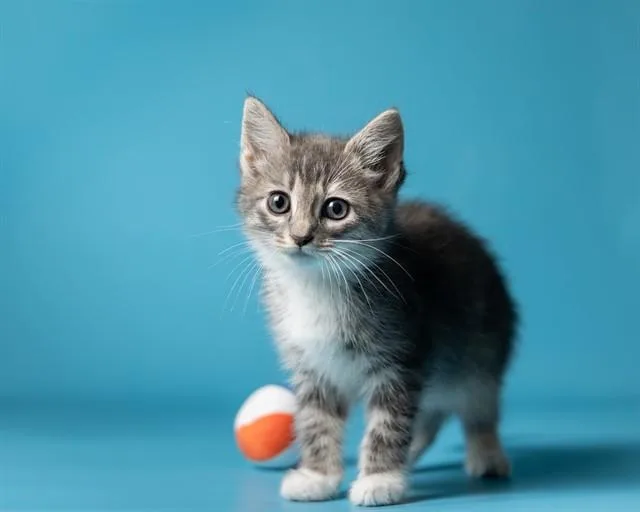 A baby small-sized female Domestic Short Hair cat named Xoe for adoption in Ames, IA