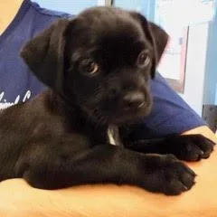 A baby small-sized female Black Shih Tzu dog named Venus for adoption in Green Valley, AZ