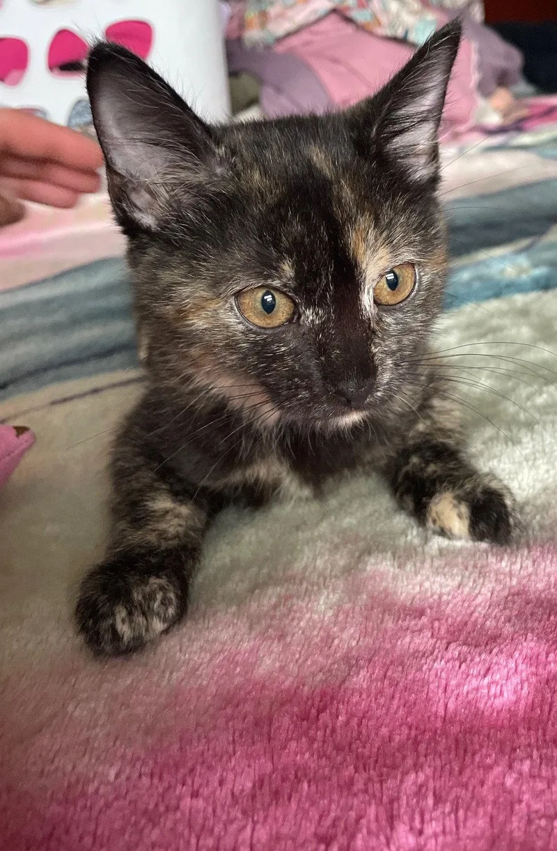 A baby medium-sized female Tortoiseshell cat named Rabbit for adoption in Island Lake, IL