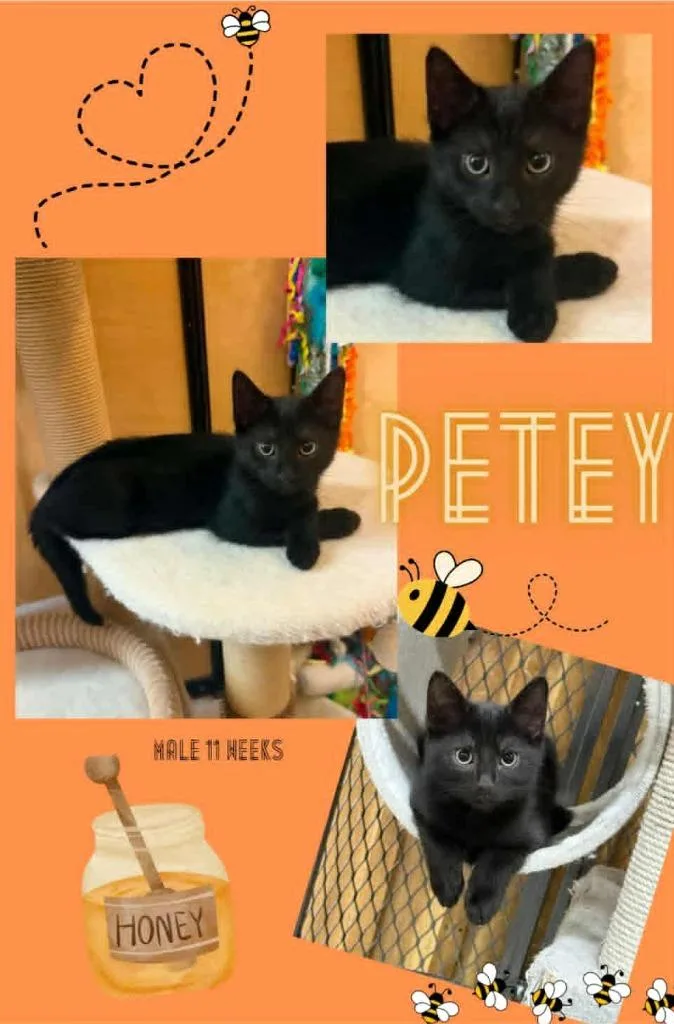 A baby small-sized male Domestic Short Hair cat named Petey for adoption in Blountville, TN