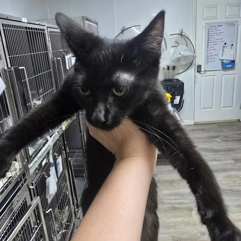 A baby small-sized female Black Domestic Short Hair cat named Velvet for adoption in Marble, NC
