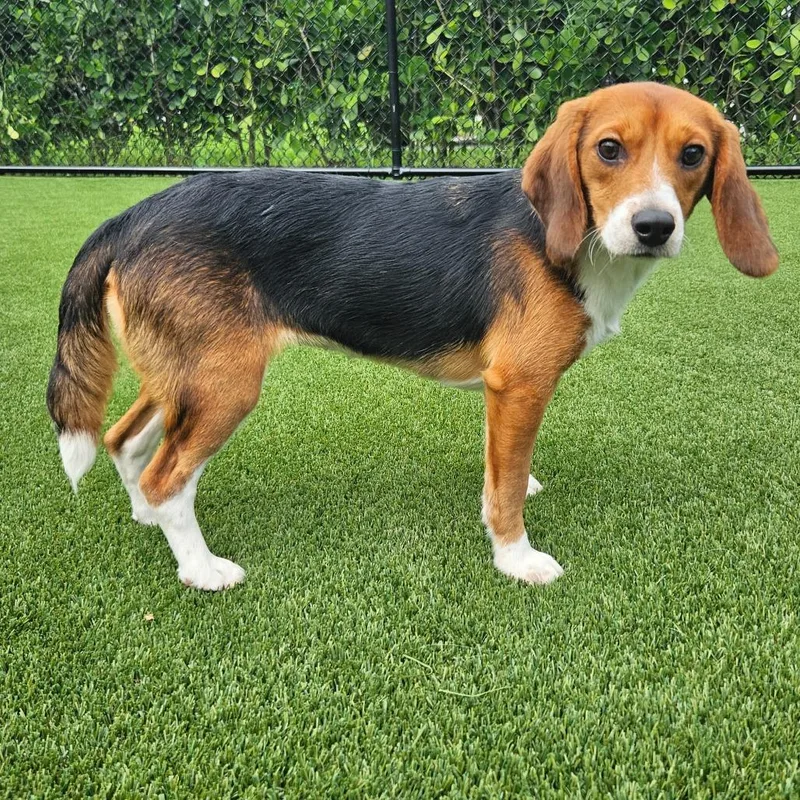 An adult small-sized female Yellow / Tan / Blond / Fawn Beagle dog named Nebula for adoption in LOXAHATCHEE, FL