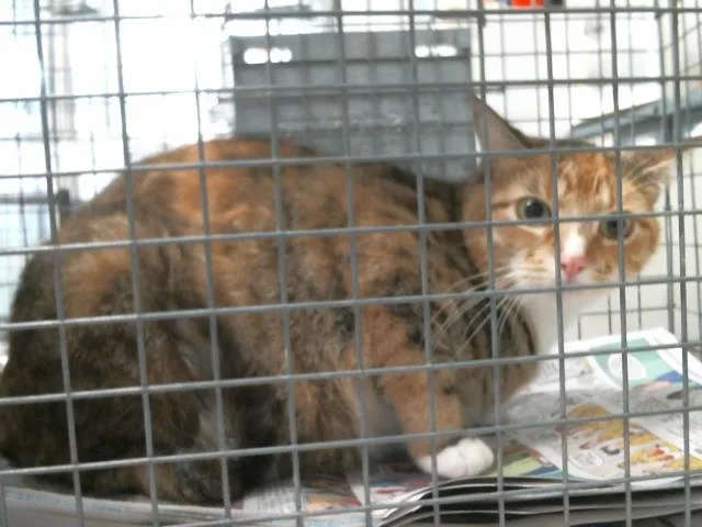 An adult large-sized female Domestic Short Hair cat named Chakki for adoption in Houston, TX