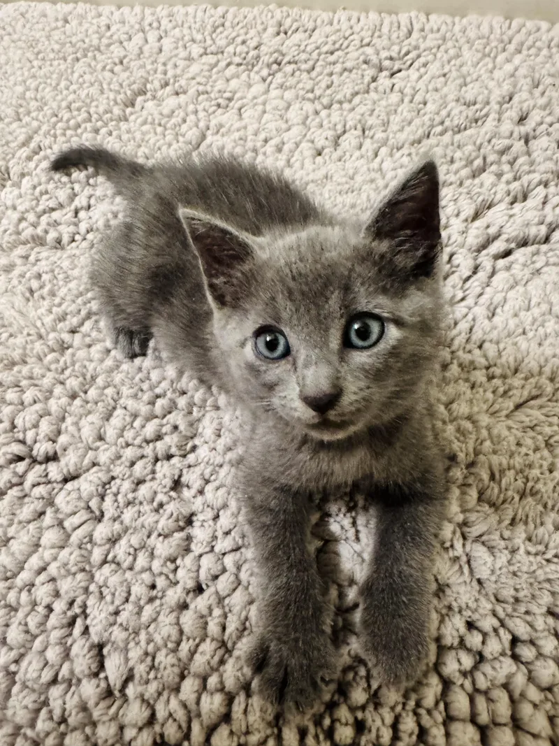 A baby small-sized male Russian Blue cat named Bubby for adoption in Long Beach, CA