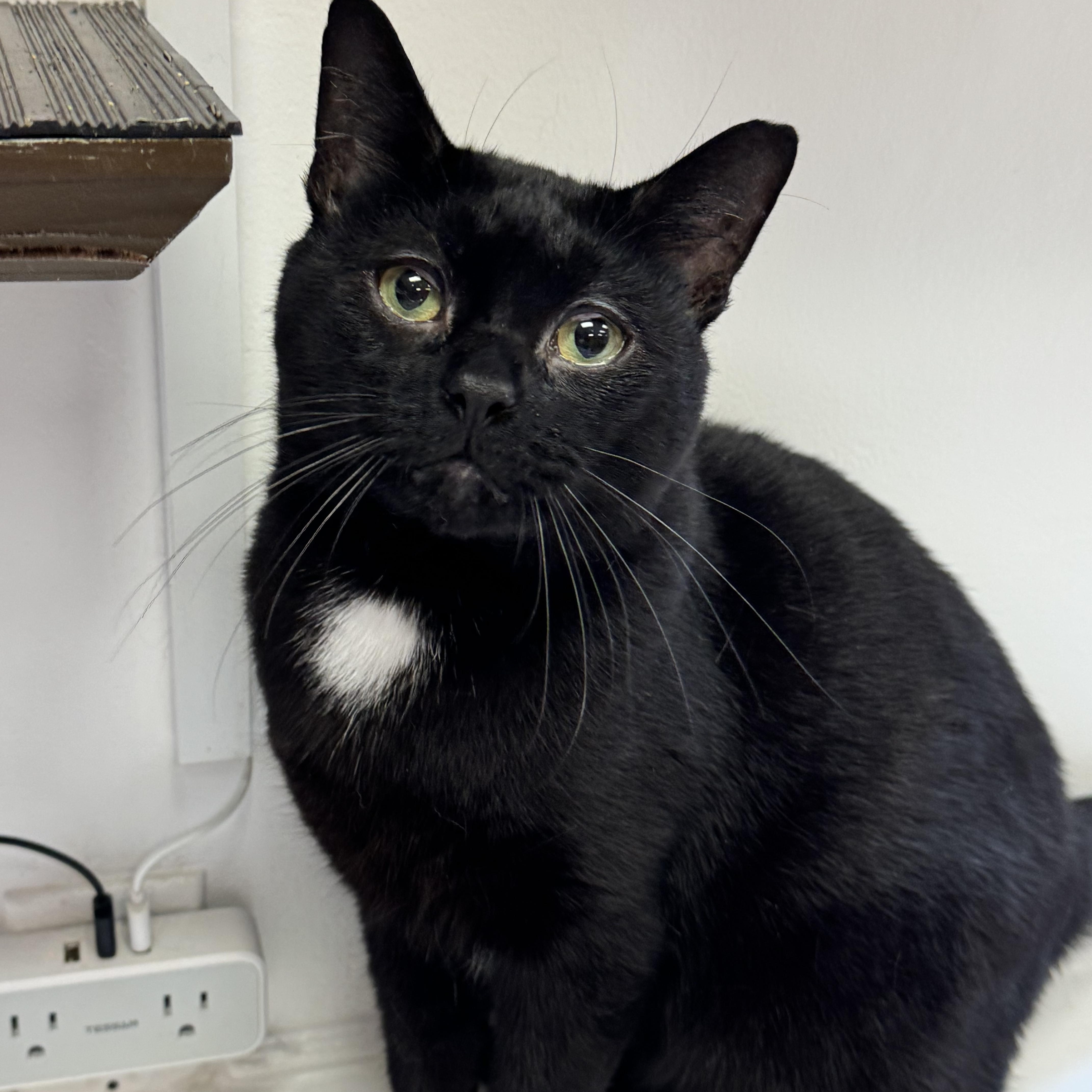 A young medium-sized male Black Domestic Short Hair cat named Mickey for adoption in North Haven, CT