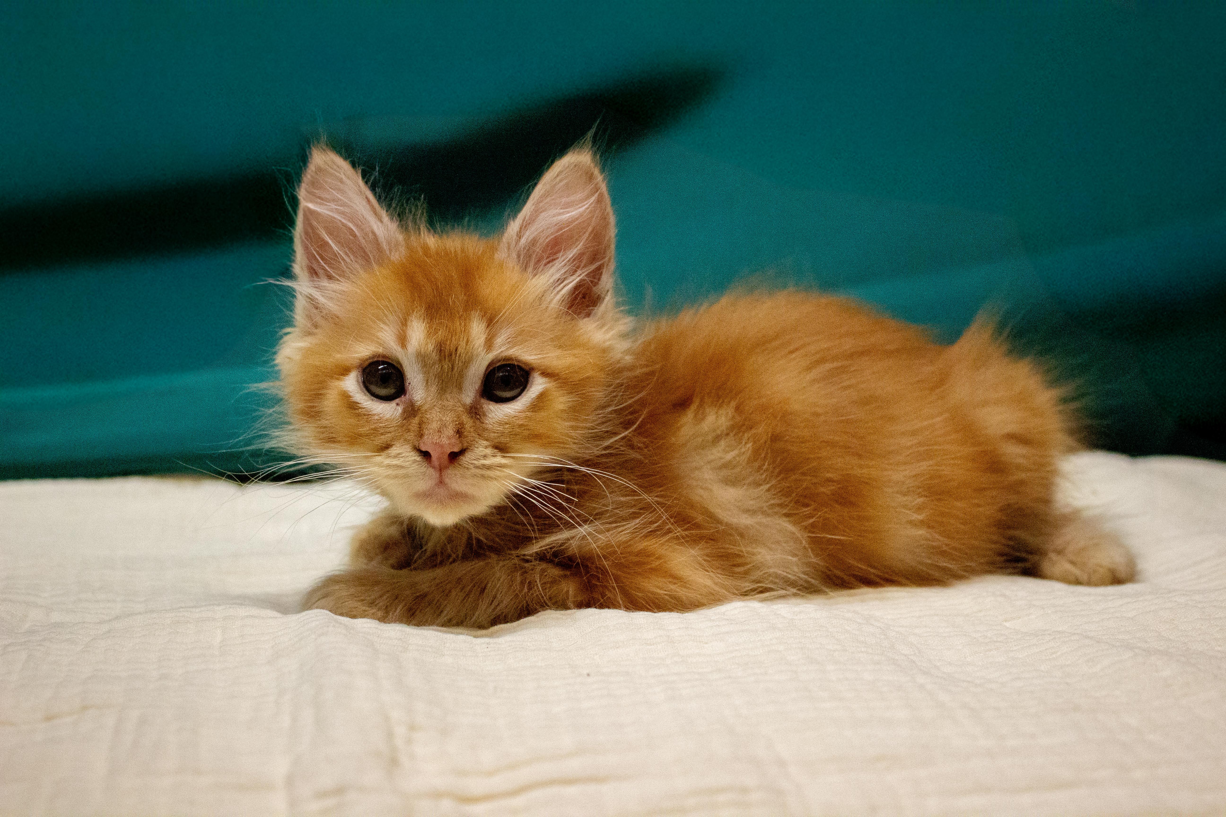 A baby small-sized male Orange / Red Domestic Long Hair cat named Cheddar for adoption in Covina , CA