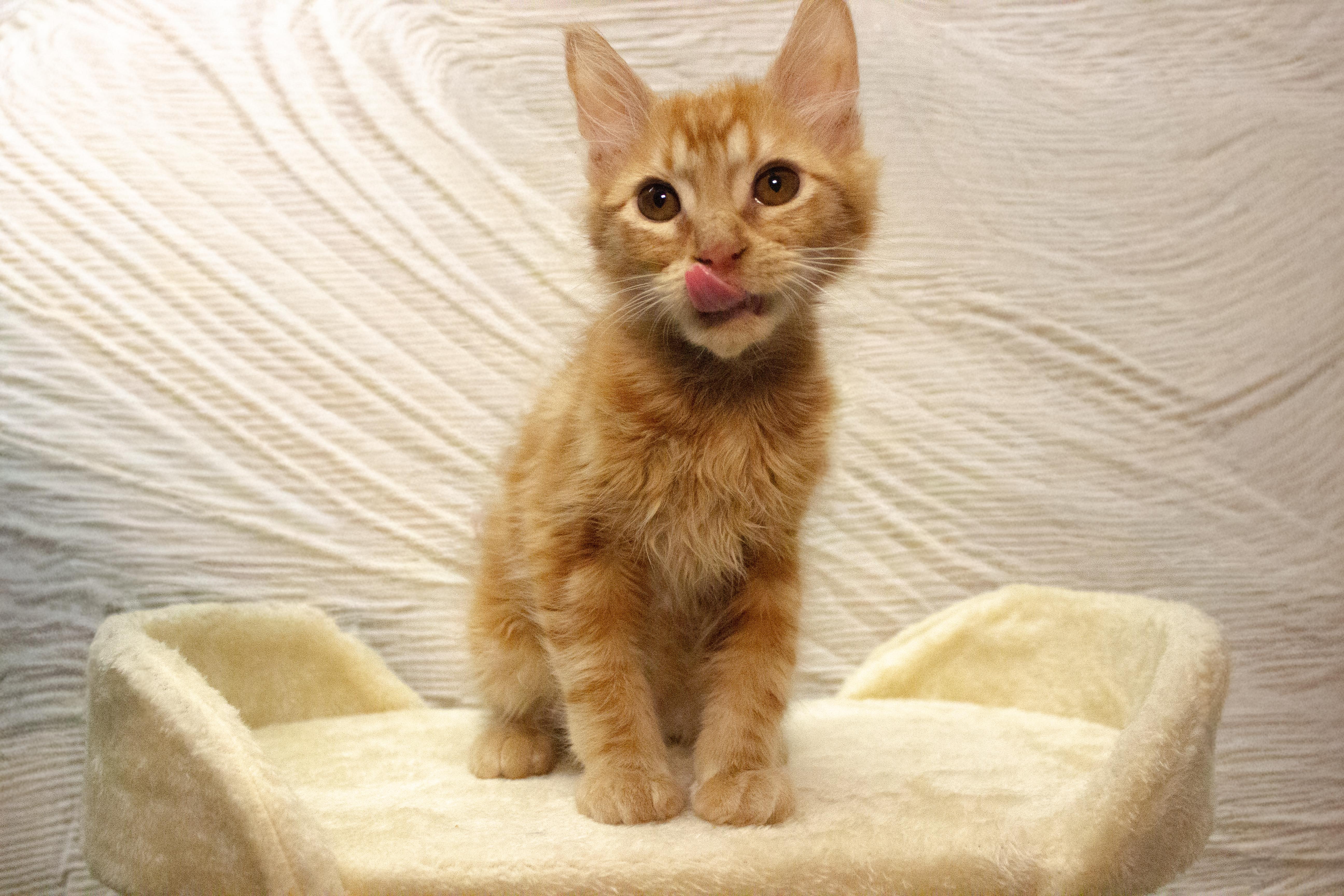 Cheddar thumbnail 2