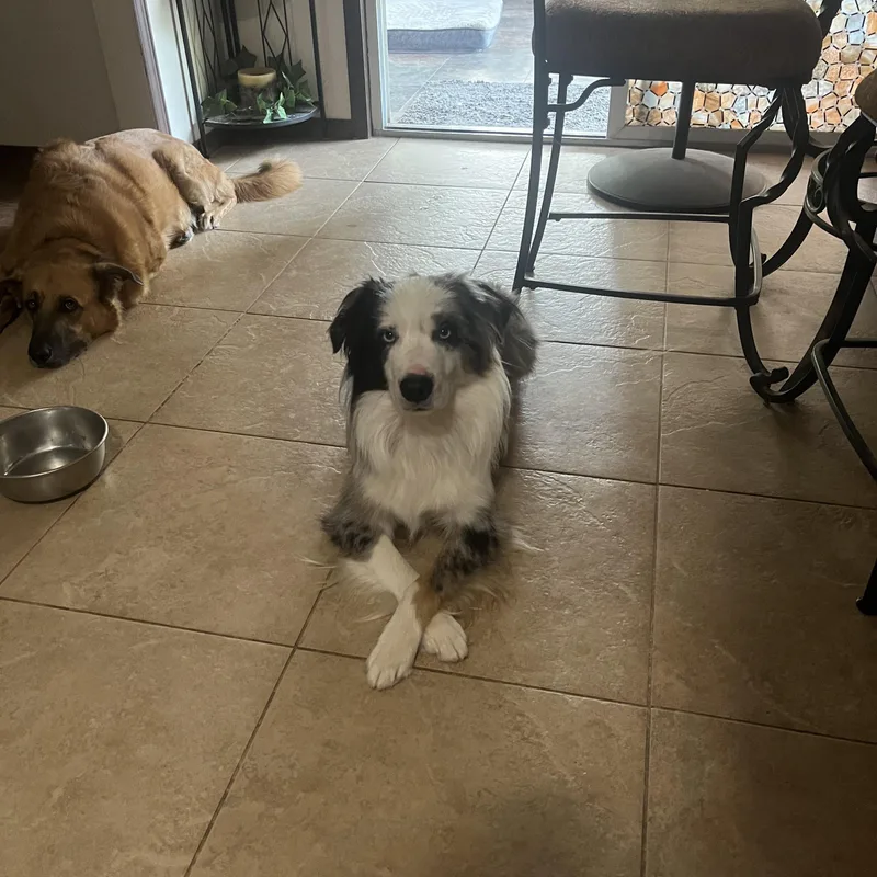 A young medium-sized male Black Australian Shepherd dog named Jack for adoption in Choctaw, OK