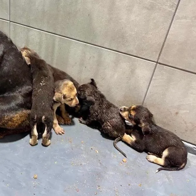 A baby small-sized female Brindle Labrador Retriever dog named Treaty Oak for adoption in Austin, TX