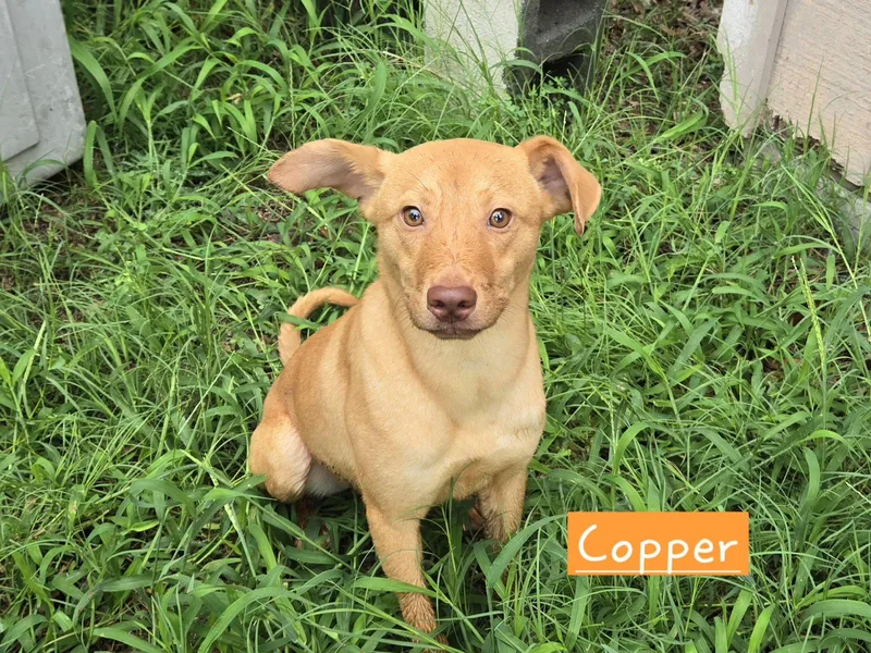 A young small-sized male Carolina Dog dog named Copper for adoption in Albemarle, NC
