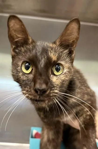 An adult medium-sized female Domestic Short Hair cat named Elizabeth for adoption in Lafayette, IN