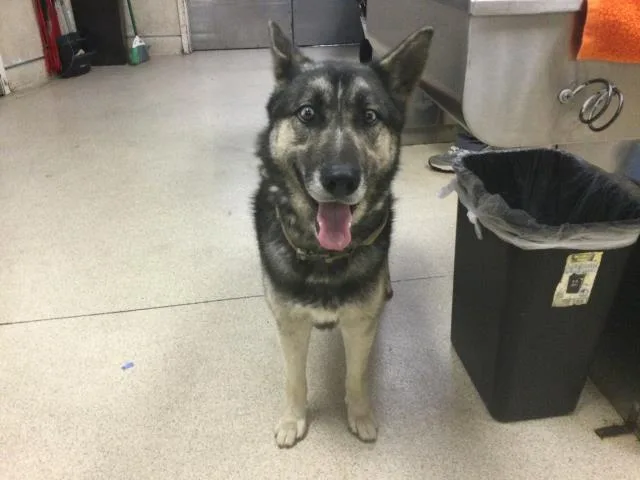 An adult large-sized male German Shepherd Dog dog named Sky for adoption in Riverside, CA