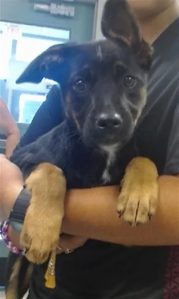 A baby small-sized female German Shepherd Dog dog named A for adoption in Oklahoma City, OK