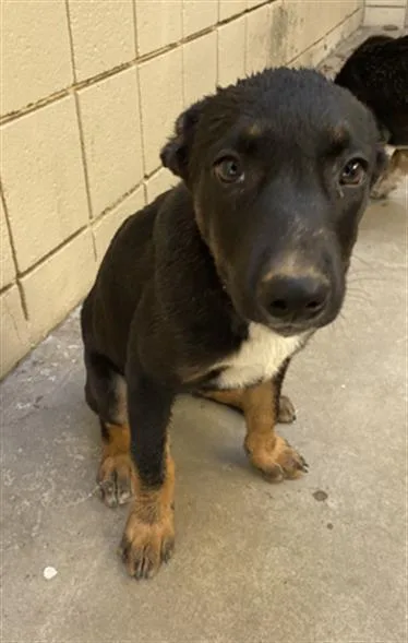A baby small-sized female Tricolor (Brown, Black, & White) Shepherd dog named Elsa URGENT for adoption in Thousand Oaks, CA