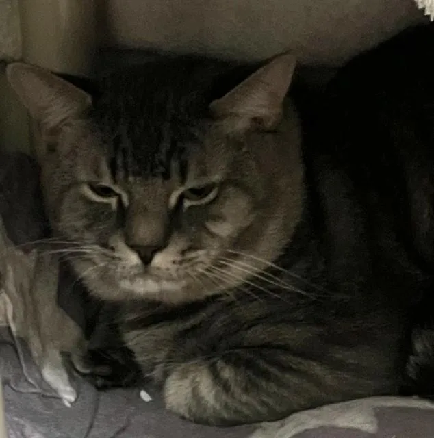 A young medium-sized male Domestic Short Hair cat named Fender for adoption in Boston, MA