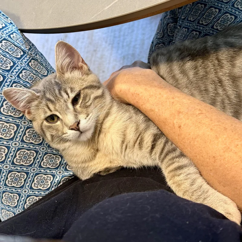 A baby small-sized male Domestic Short Hair cat named Dusty for adoption in Rochester Hills, MI
